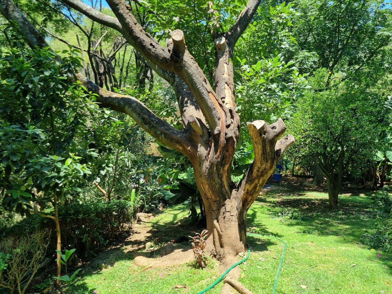{"esp":"\u00c1rea com\u00fan Jardines","ing":""}
